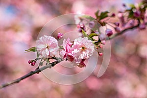 Sakura, cherry blossom, cherry tree with flowers. Oriental cherry blooming. Branch of sakura with white and rose flowers, beauty