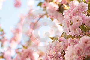 Sakura, cherry blossom, cherry tree with flowers. Oriental cherry blooming. Branch of sakura with white and rose flowers, beauty