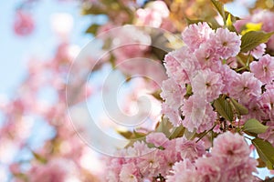 Sakura, cherry blossom, cherry tree with flowers. Oriental cherry blooming. Branch of sakura with white and rose flowers, beauty