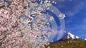 Sakura cherry blossom falling petals and Mt Fuji