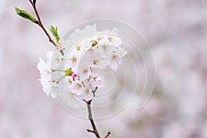 Sakura or Cherry blossom flower