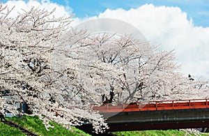 Sakura or Cherry blossom flower
