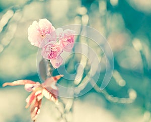 Sakura or Cherry blossom flower