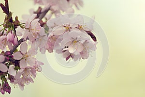 Sakura or cherry blossom flower