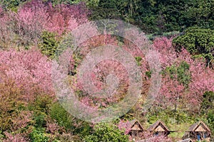 Sakura or Cherry blossom flower bloom on the little village at Doi Ang Khang