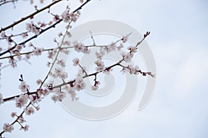 Sakura, Cherry blossom flower with blue sky background in Tokyo, Japan.