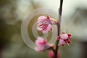 Sakura or cherry blossom flower full bloom in blue sky spring se