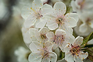 Sakura or cherry blossom flower full bloom in blue sky spring se