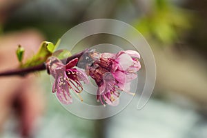 Sakura or cherry blossom flower full bloom in blue sky spring se