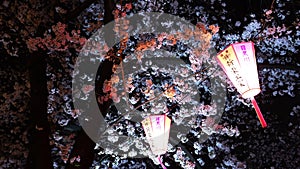 Sakura, Cherry Blossom flower with light and lantern at night in Meguro river, Tokyo, Japan