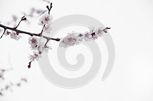 Sakura, Cherry blossom flower with white background in Tokyo, Japan.