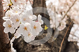 Sakura-Cherry Blossom flowers on a background of Cheery Blossom