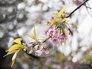 Sakura, cherry blossom, flowers and buds