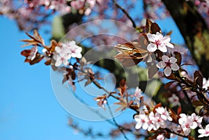 Sakura. Cherry blossom in full bloom. Pink Cherry flowers on a c