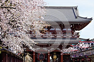 Sakura cherry blossom during Hanami time in front of Hozomon gate, Senso-ji Temple, Asakusa, Tokyo, Japan