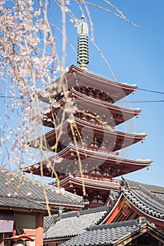 Sakura or cherry blossom on japan