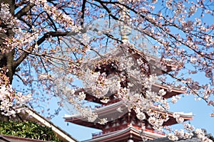 Sakura or cherry blossom on japan