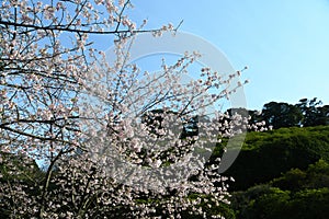Sakura cherry blossom photo