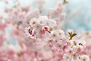 Sakura or Cherry Blossom or Japanese Cherry flower Order name is Rosales, Family is Rosaceae blooming in the garden. photo