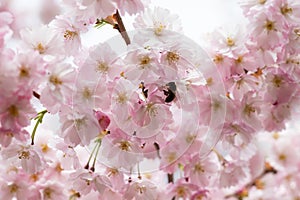 Sakura or Cherry Blossom or Japanese Cherry flower Order name is Rosales, Family is Rosaceae blooming in the garden. photo