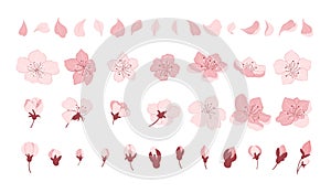 Sakura cherry blossom. Japanese cherry petals, falling spring flowers and sakura season vector icons set