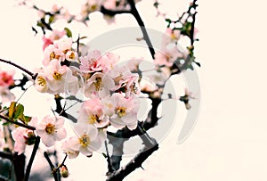 Sakura or cherry blossom in Japanese garden