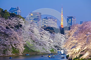 sakura cherry blossom light up and Tokyo Tower