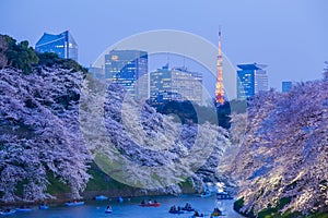 Sakura cherry blossom light up and Tokyo Tower landmark