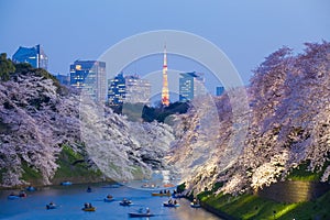 Sakura cherry blossom light up and Tokyo Tower landmark at Chidorigafuchi Tokyo