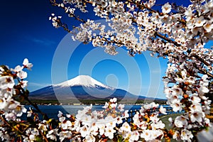 sakura or cherry blossom with Mt. Fuji