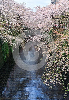 Sakura. Cherry blossom at Nakameguro Canal.