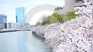 Sakura, cherry blossom near Osaka Castle