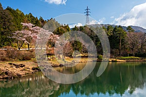 Sakura or Cherry Blossom near pond, Kiso valley