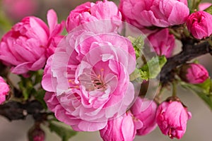 Sakura, cherry blossom. Oriental cherry blooming. Spring blossoming. Close up.