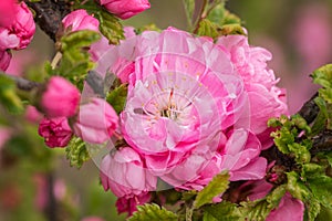 Sakura, cherry blossom. Oriental cherry blooming. Spring blossoming. Close up.