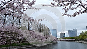 Sakura, Cherry blossom, Osaka Castle
