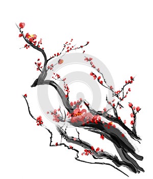 Sakura, cherry blossom plum chinese brush painting