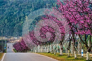 Sakura or cherry blossom on road at Chiang Mai Thailand