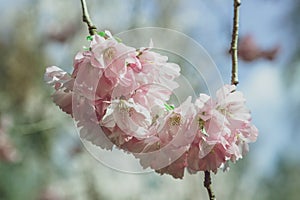 Sakura Cherry Blossom in spring