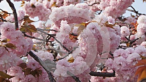 Sakura Cherry Blossom Spring