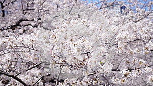 Sakura cherry blossom in spring season