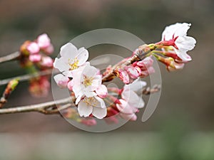 Sakura. Cherry Blossom in Springtime.