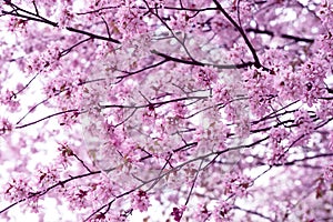 Sakura. Cherry Blossom in Springtime. Beautiful Pink Flowers