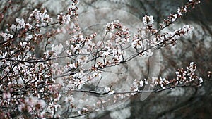 Sakura or cherry blossom ,Tokyo Japan.