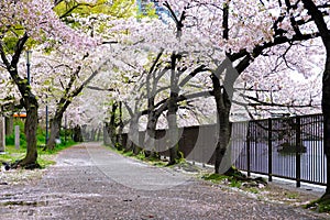 Sakura Cherry blossom tree along the fence and the riverside ,fallen sakura petal on path way in Sakuranomiya Park, Osaka Japan