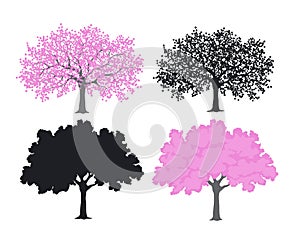 Sakura, cherry blossom tree in color and silhouettes