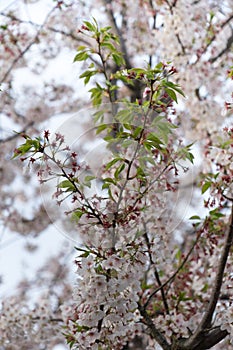 Sakura cherry blossom tree japan branch colorful