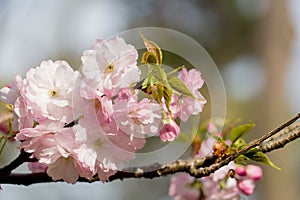 sakura cherry blossom tree japan branch colorful