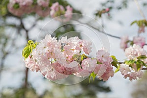 sakura cherry blossom tree japan branch colorful