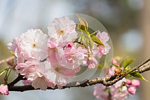 sakura cherry blossom tree japan branch colorful